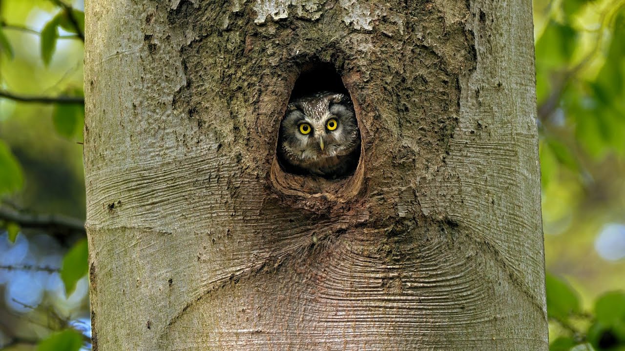 The Trees Have Eyes – Boreal Owl (Aegolius Funereus)