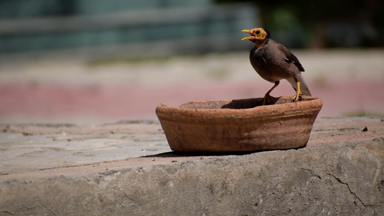 Bald common myna bird. 