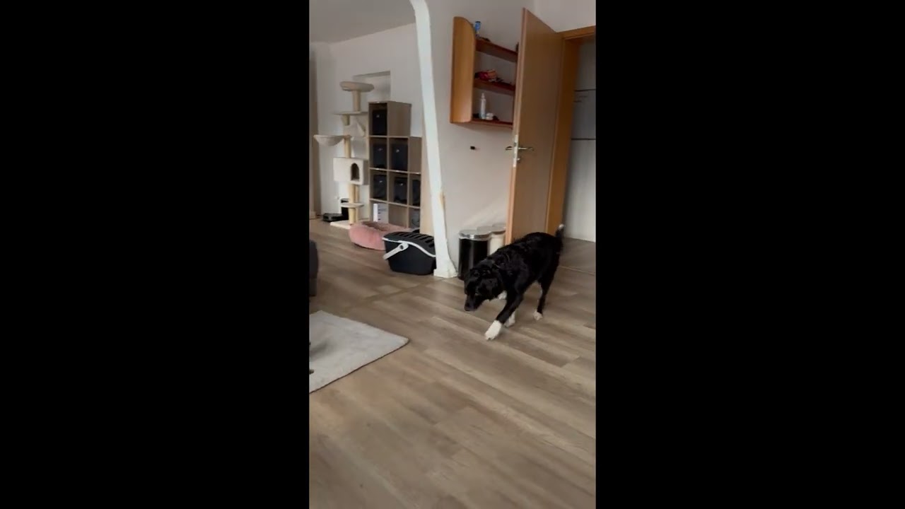 Alltag mit meinen Tieren