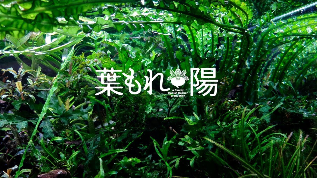 葉もれ陽の陰性水草水槽（ｱｸｱﾘｳﾑ, 水草, ｸﾘﾅﾑ）