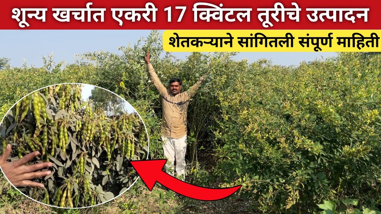 शून्य खर्चात एकरी 17 क्विंटल तूरीचे उत्पादन | Tur zero budget sheti | Organic Farming