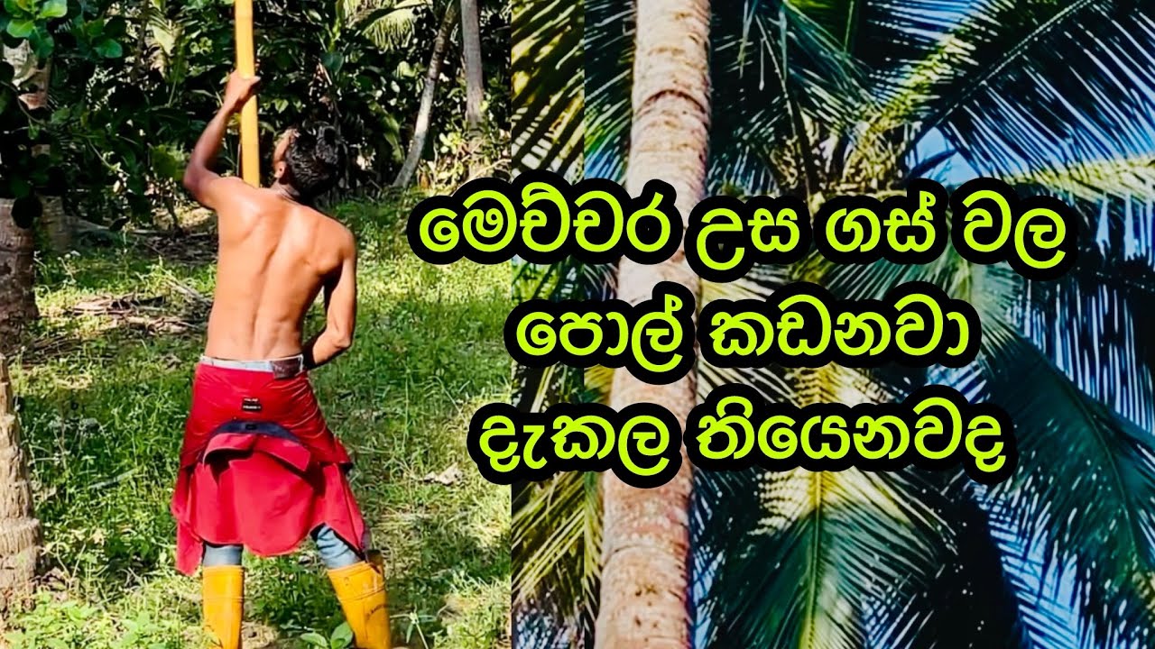 අඩි 50කට වැඩිය උස කෙකි වලින් පොල් කඩන හැටි 🌴