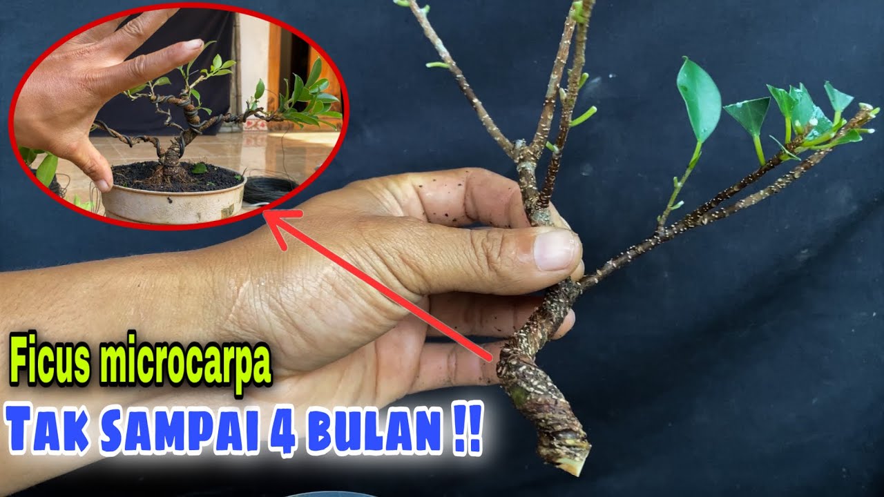 AMPUH‼️ cara cepat membuat bonsai kimeng mame prospek 🪴