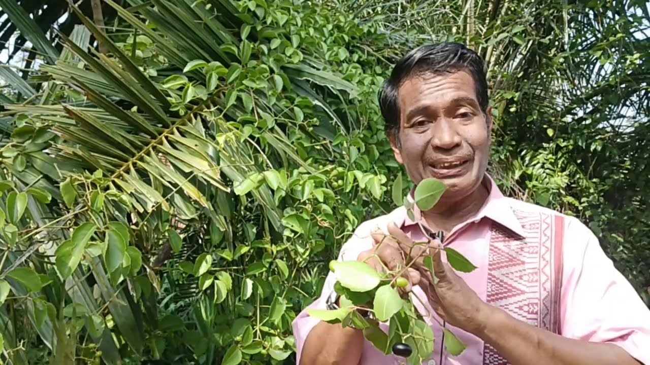 BUAH LAKOM PERSIS MATA ITEK dan BATU JADE tapi gatal amat...  (pakndak pencetus guna herba)