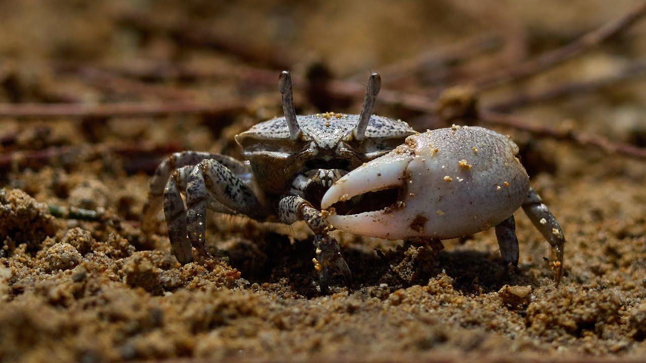 Small Coastal Crabs of Mauritius