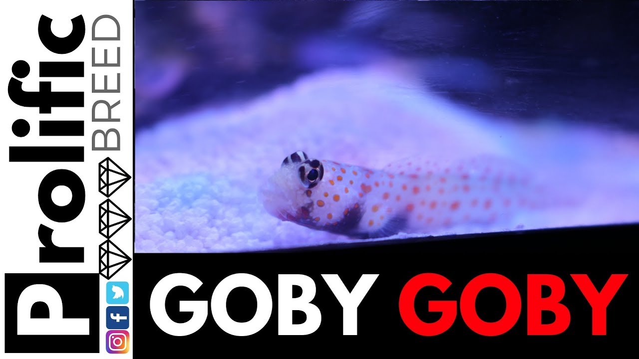 WHEELER'S SHRIMP GOBY & ORANGE SPOTTED GOBY NANO REEF