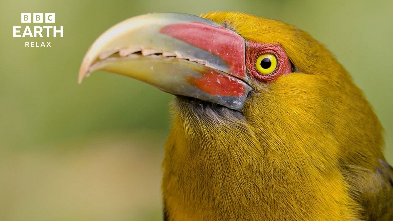 Birds In The Wild | A Calming Instrumental Nature Experience | BBC Earth Relax
