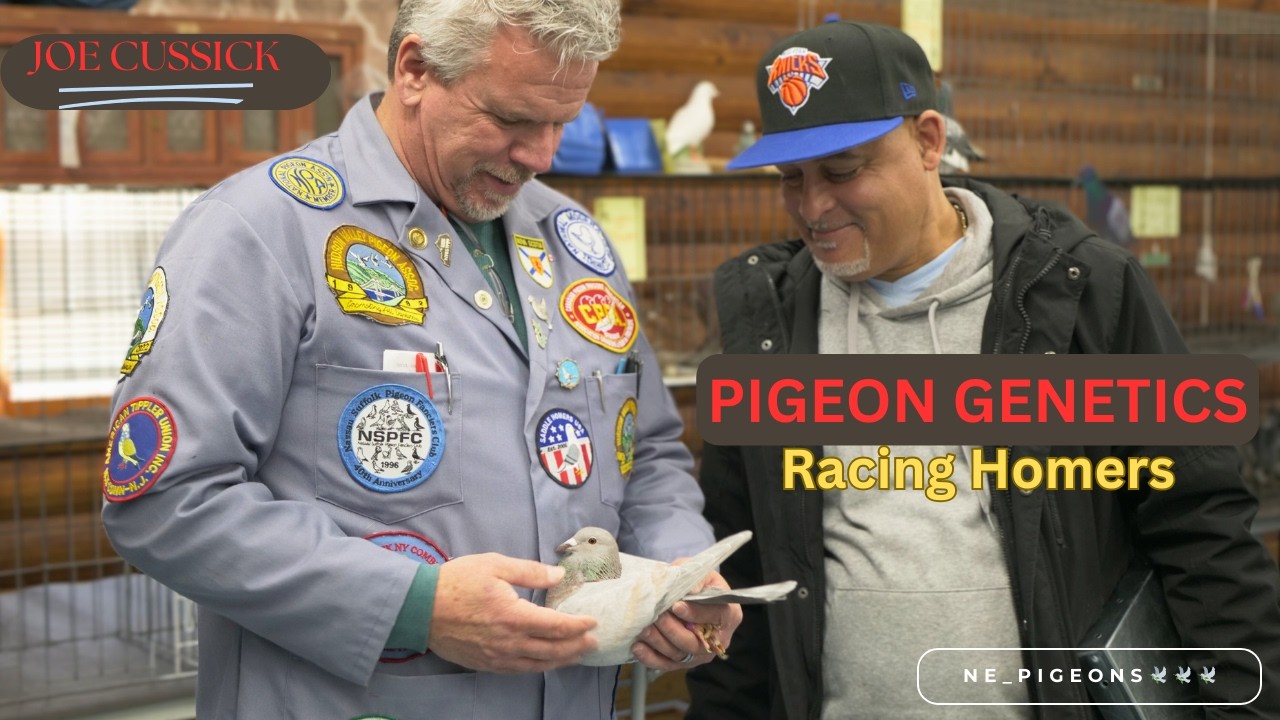 Racing Homer Pigeon Genetics - Joe Cussick
