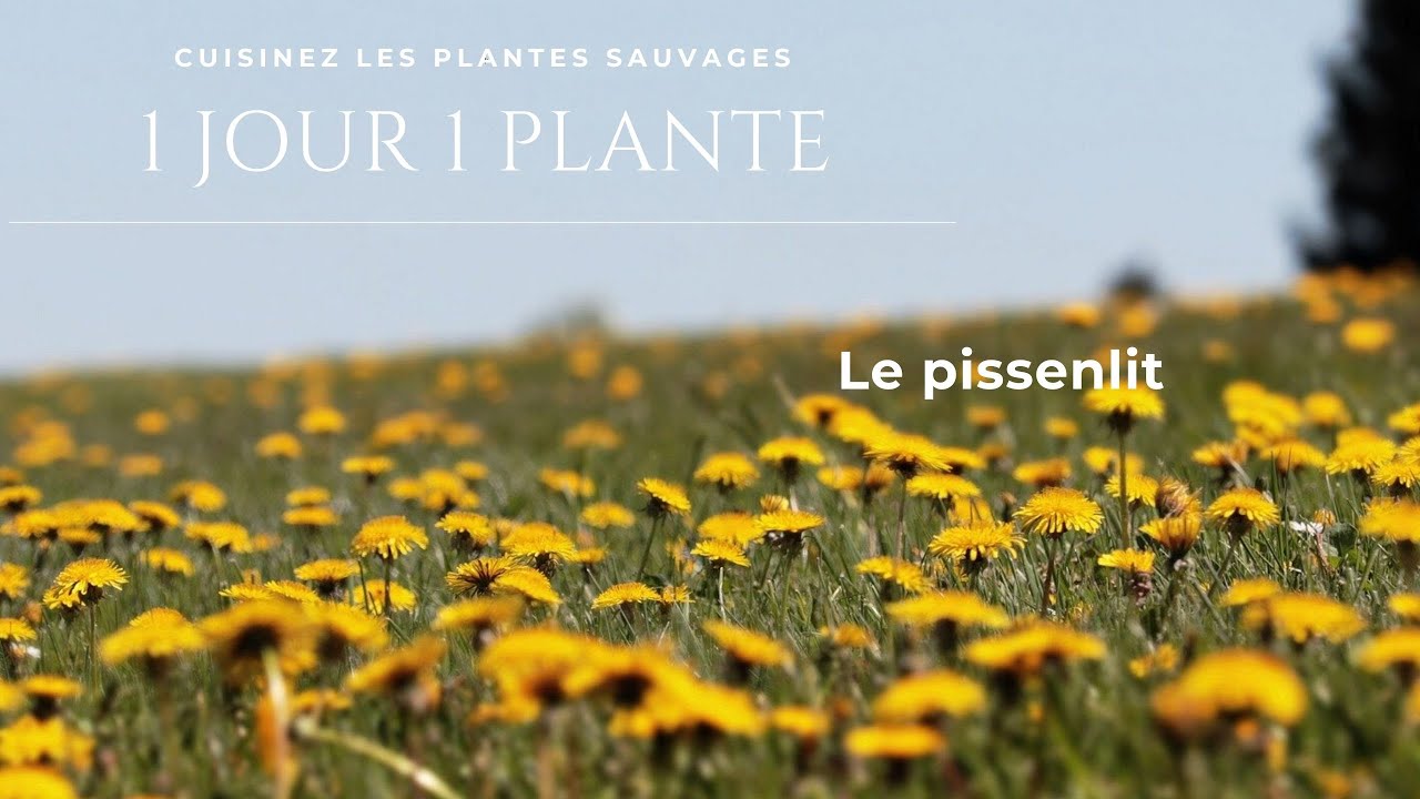 RECETTE PLANTE SAUVAGE LE PISSENLIT ecole de cuisine vegetale