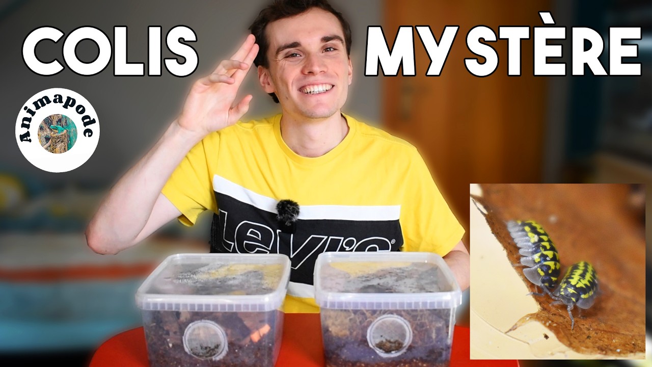 OUVERTURE COLIS MYSTERE ANIMAPODE !! - Petit tuto cloportes et tour de mes arthropodes !