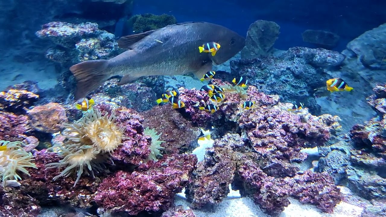 Big & Small & colorful too