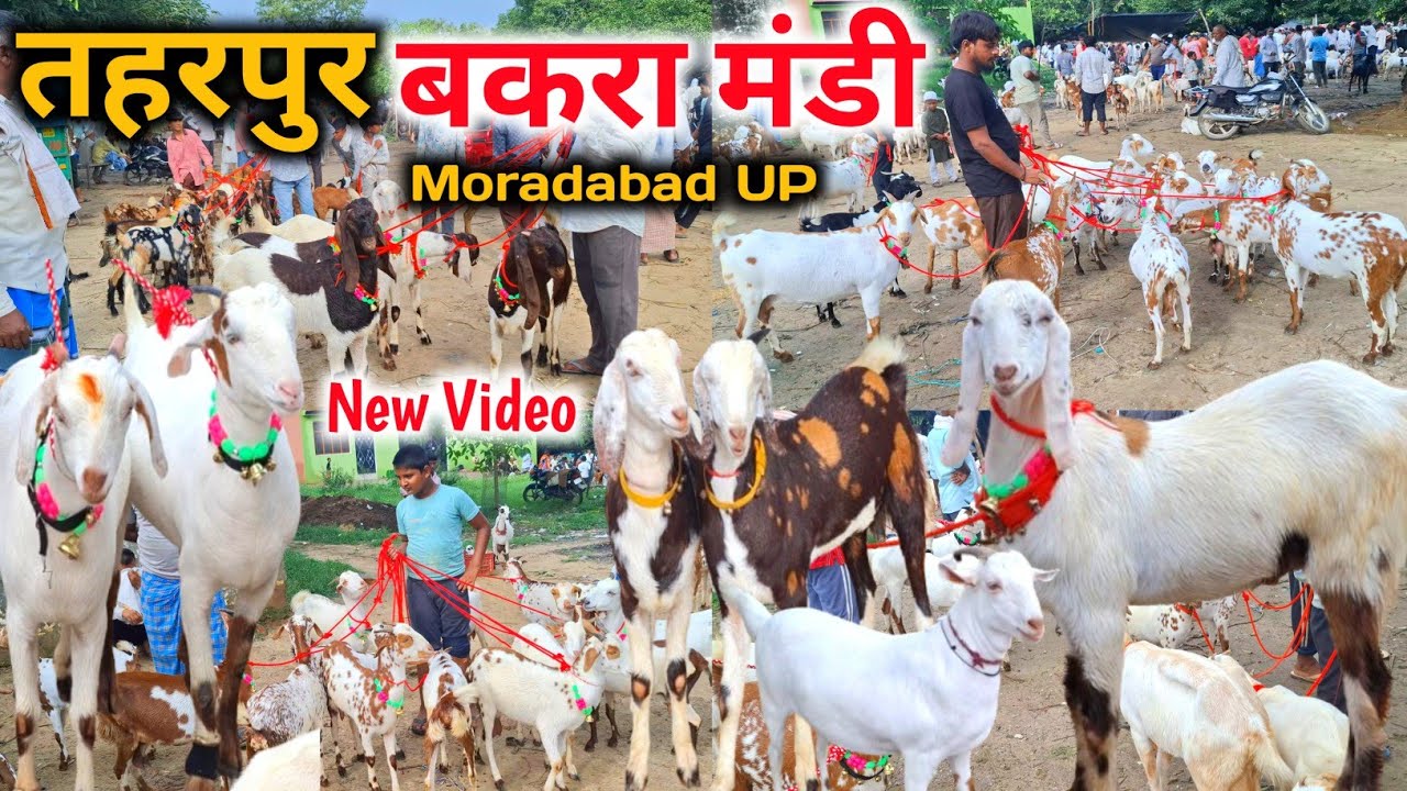 आज की तहरपुर बकरा मंडी रेट |02/09/25 |Taharpur Bakra Mandi Moradabad UP 