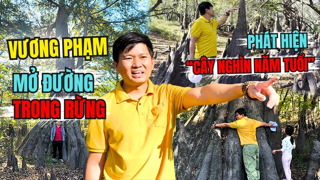 VƯƠNG PHẠM MỞ ĐƯỜNG TRONG RỪNG Ở TEXAS – PHÁT HIỆN CÂY TÙNG BÁCH THUỶ SỐNG NGHÌN NĂM TUỔI!