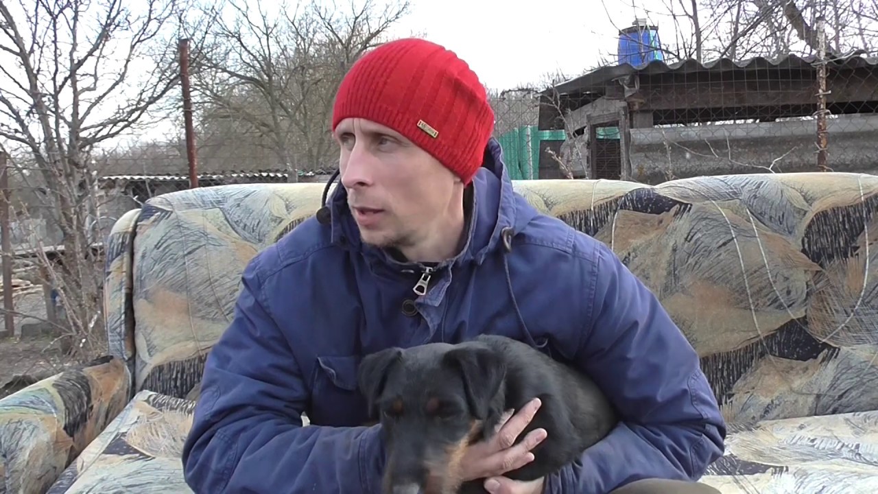 Ягдтерьер Хан и пару слов о породе на мой взгляд!