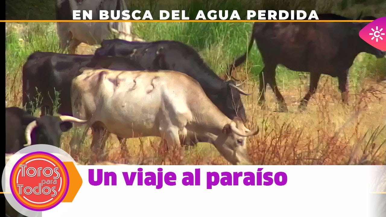 Toros para todos |Las vacas de Prieto de la Cal, en busca de un pequeño oasis en pleno verano