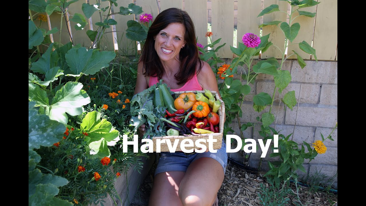 Harvest Day and How to Oven Roast Veggies - Quick and Simple!