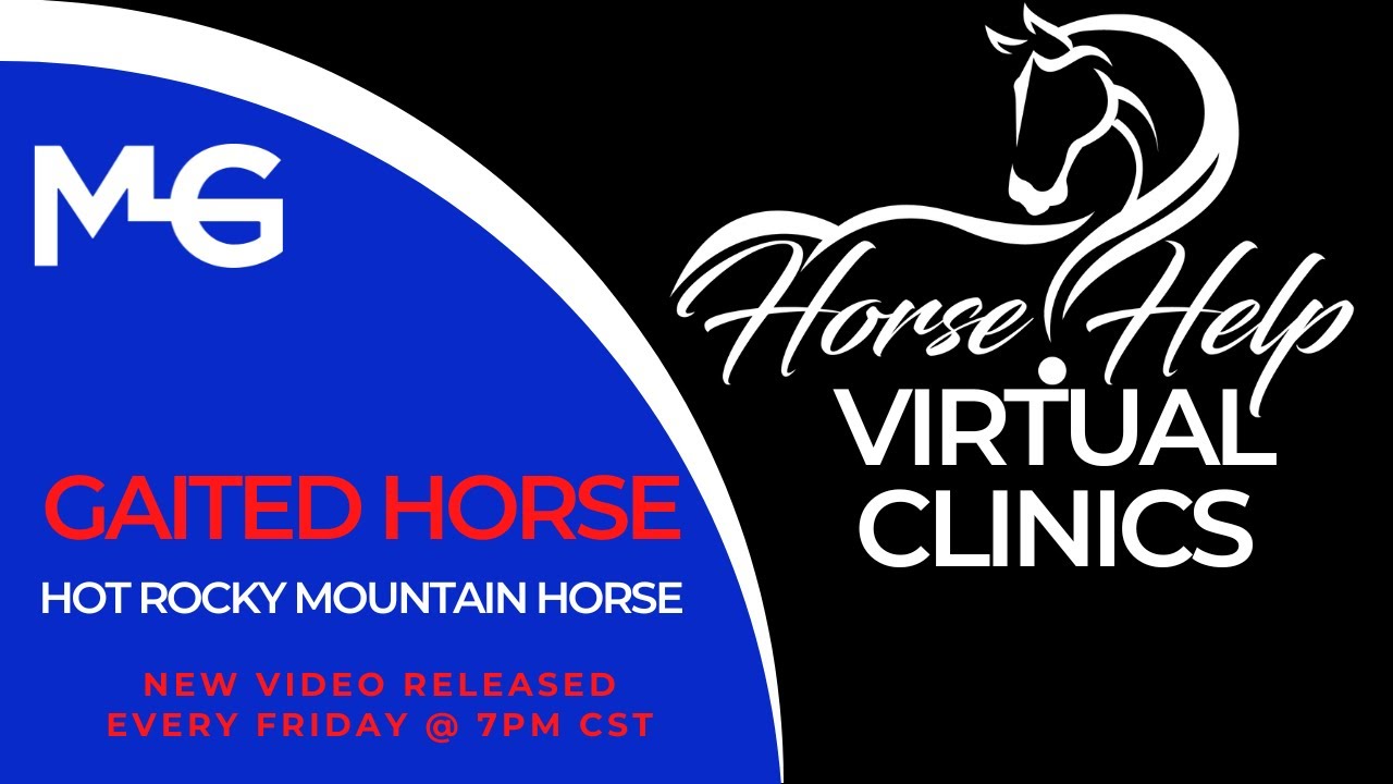 Hot Rocky Mountain Horse | The Horse Guru - Michael Gascon