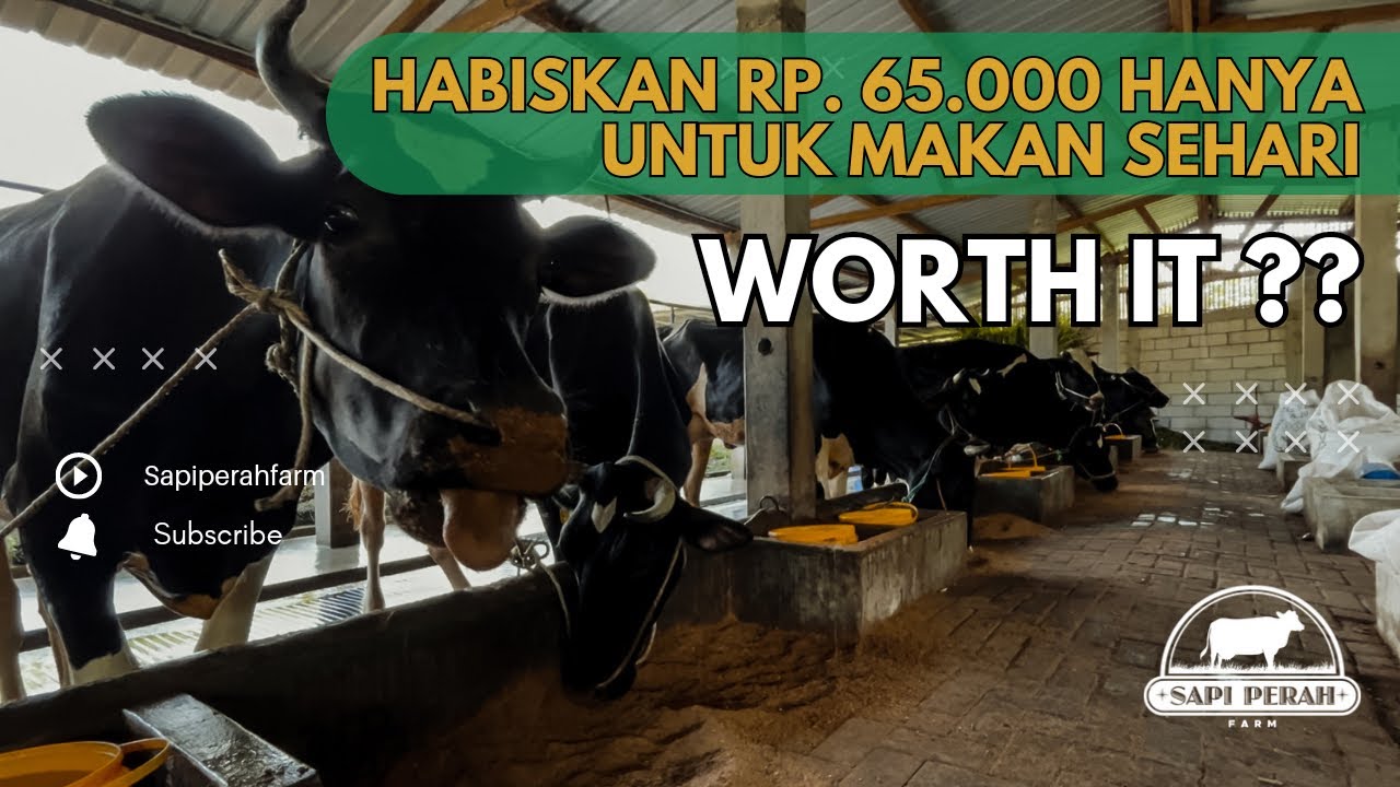 RAHASIA PAKAN SAPI PERAH HASILKAN JUTAAN RUPIAH PERBULAN ! SIMAK SELENGKAPNYA ….