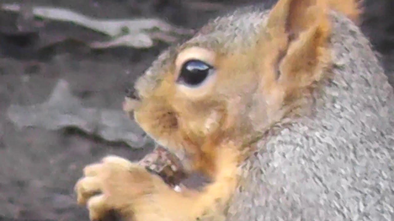 Super Cute Red Fox Squirrel Eating A Nut In California + Cats