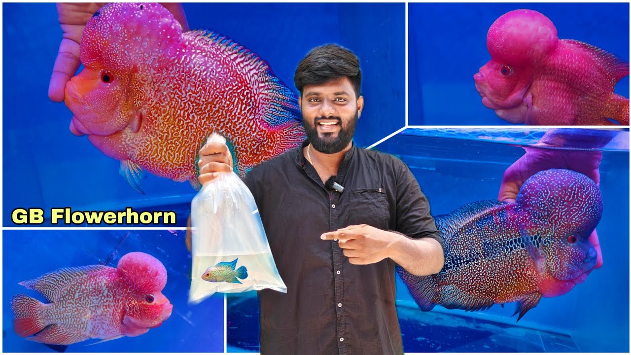 Golden flowerhorn farm tour | Buying new flowerhorn | தமிழ்