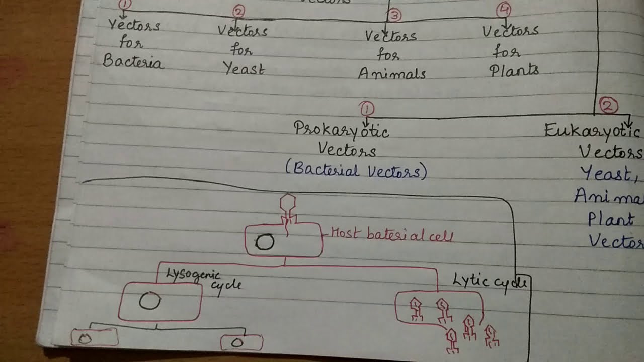 Vectors part 2 (M13 phage and lambda phage)