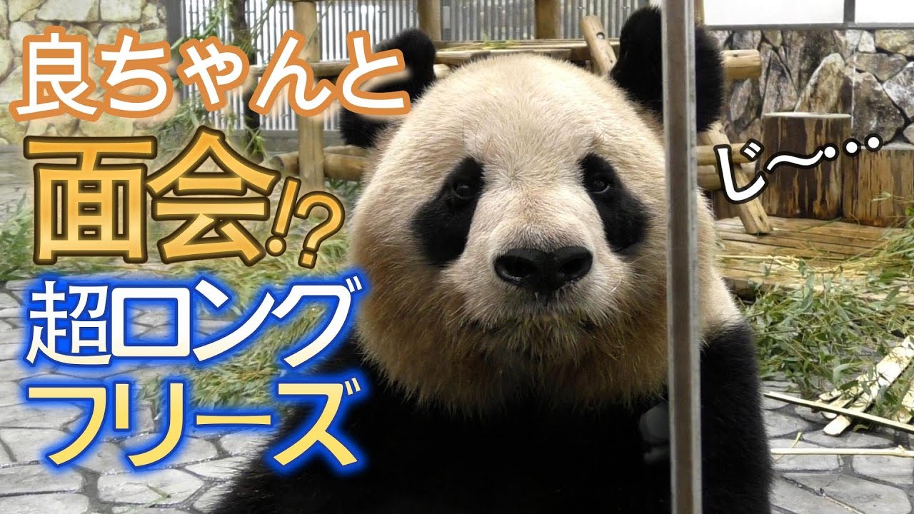 【どアップたっぷり💕】良ちゃんと面会⁉️🍯超長いフリーズノーカット⏸️【お母さんパンダ💕】Giant Panda -Rauhin-