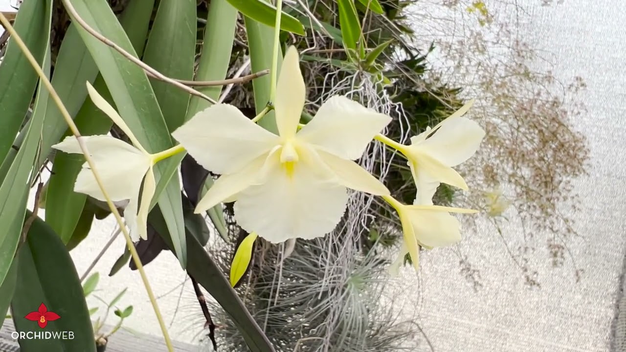 OrchidWeb &mdash; Broughtonia sanguinea var. флава