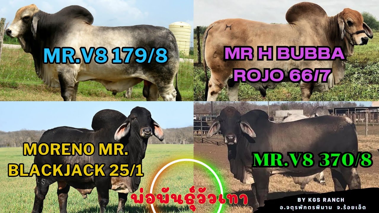 พ่อพันธุ์วัวบราห์มันนอก V8 179/8, V8 370/8, MR.H BUBBA ROJO 66/7, MORENO MR.BLACKJACK 25/1