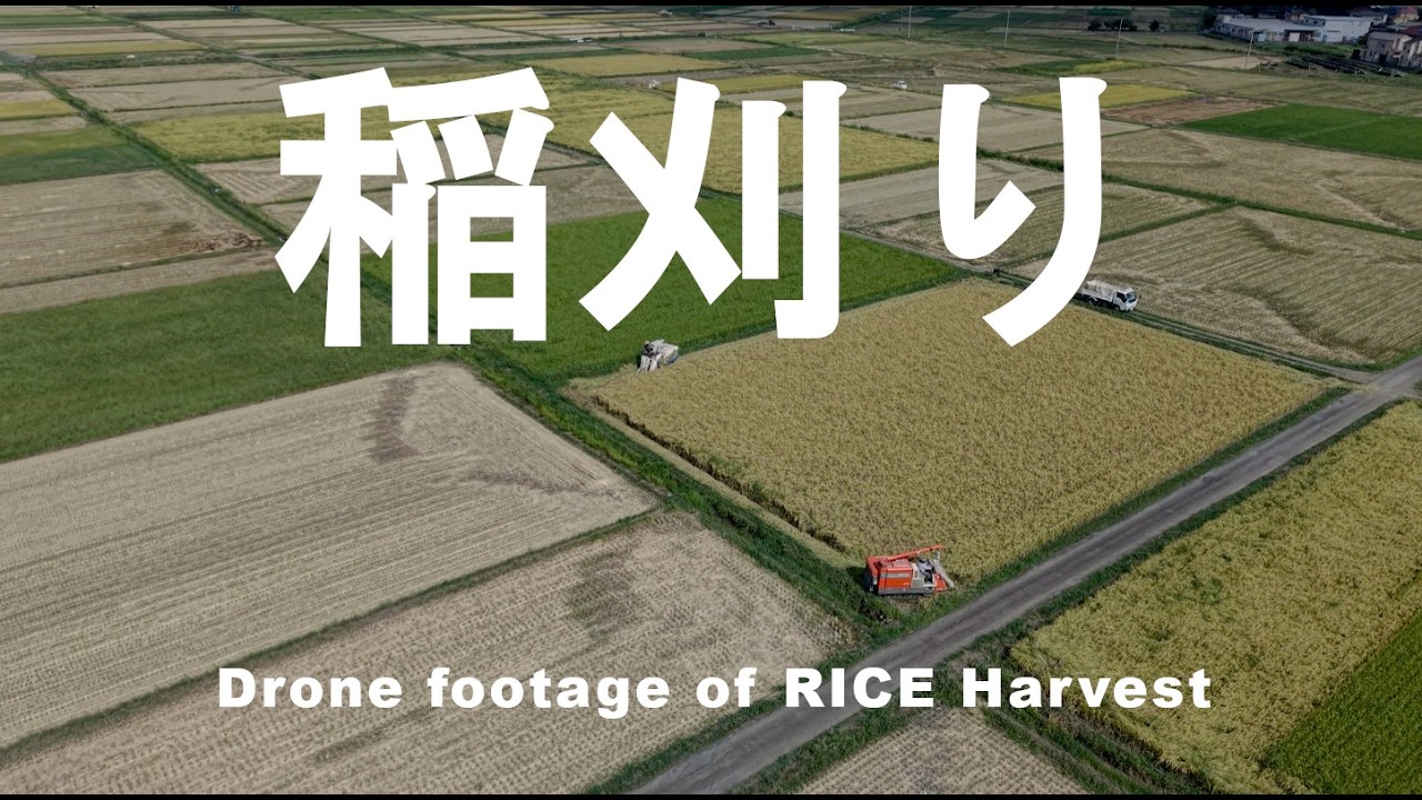 稲刈り空撮2025（島村水道様）