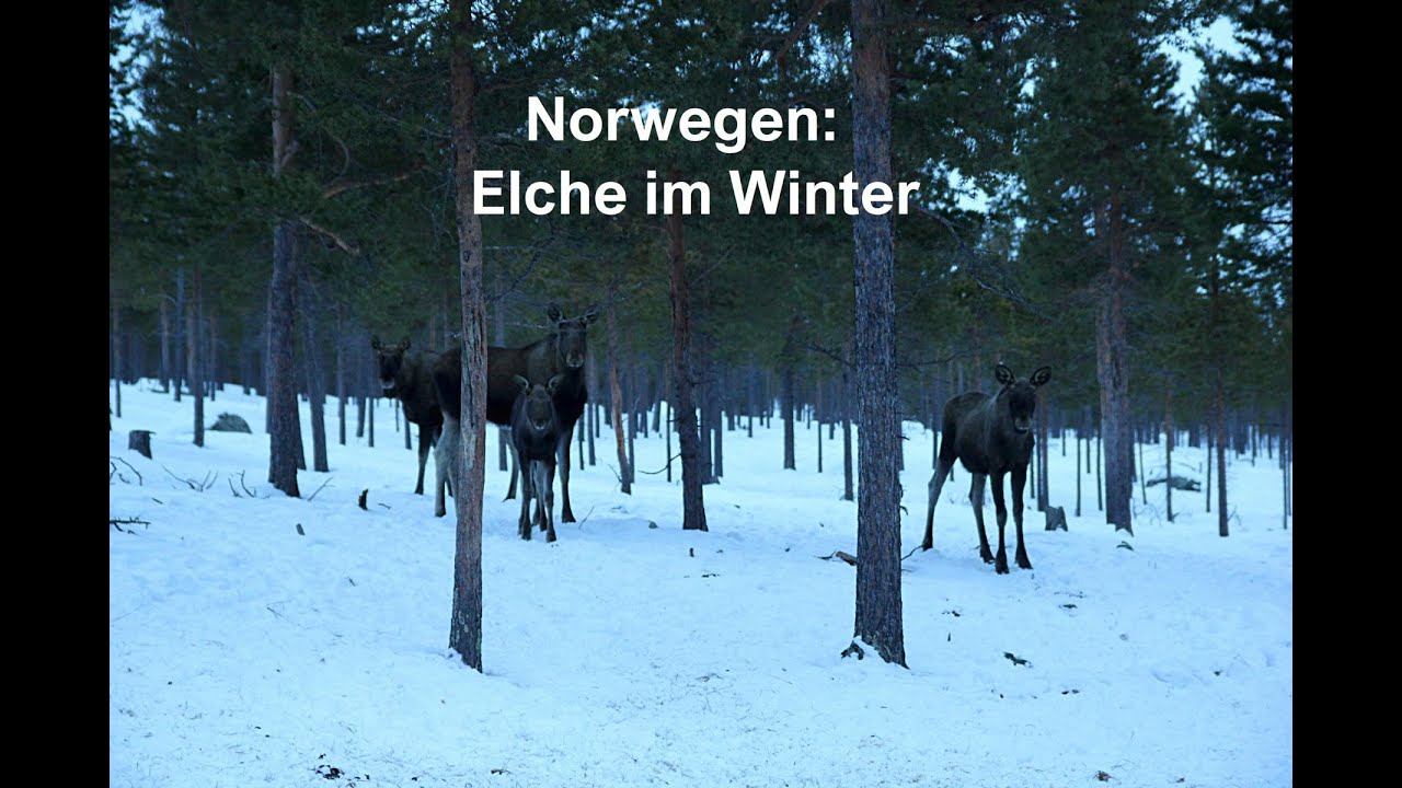 [Naturbeobachtung] Norwegen: Elche im Winter | RaubElch & B.I.L.