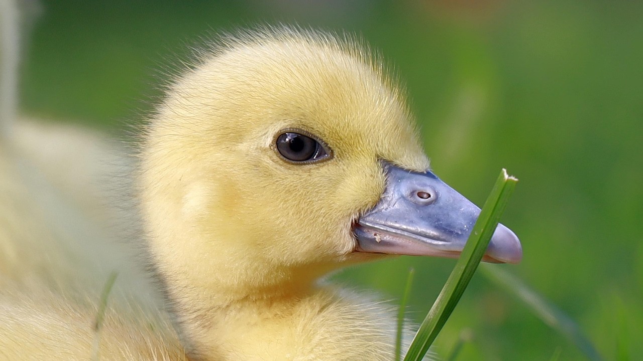 Baby Birds Close-Up – A Calming 10-Minute Nature Moment