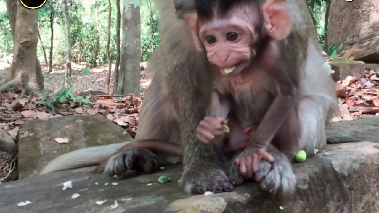 Beautiful Face of Baby Monkey is his Mother. [Angkor Daily Part 65]