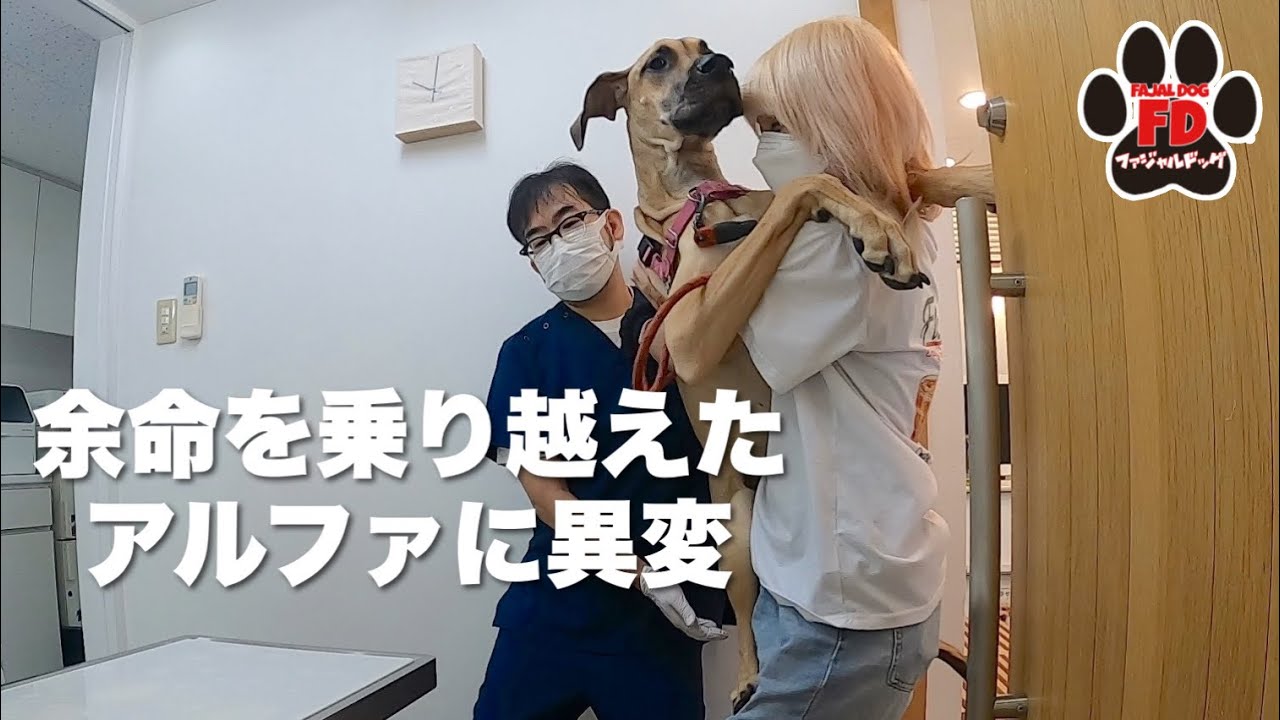 【ご報告】大型犬２匹とも同日に発作発症！