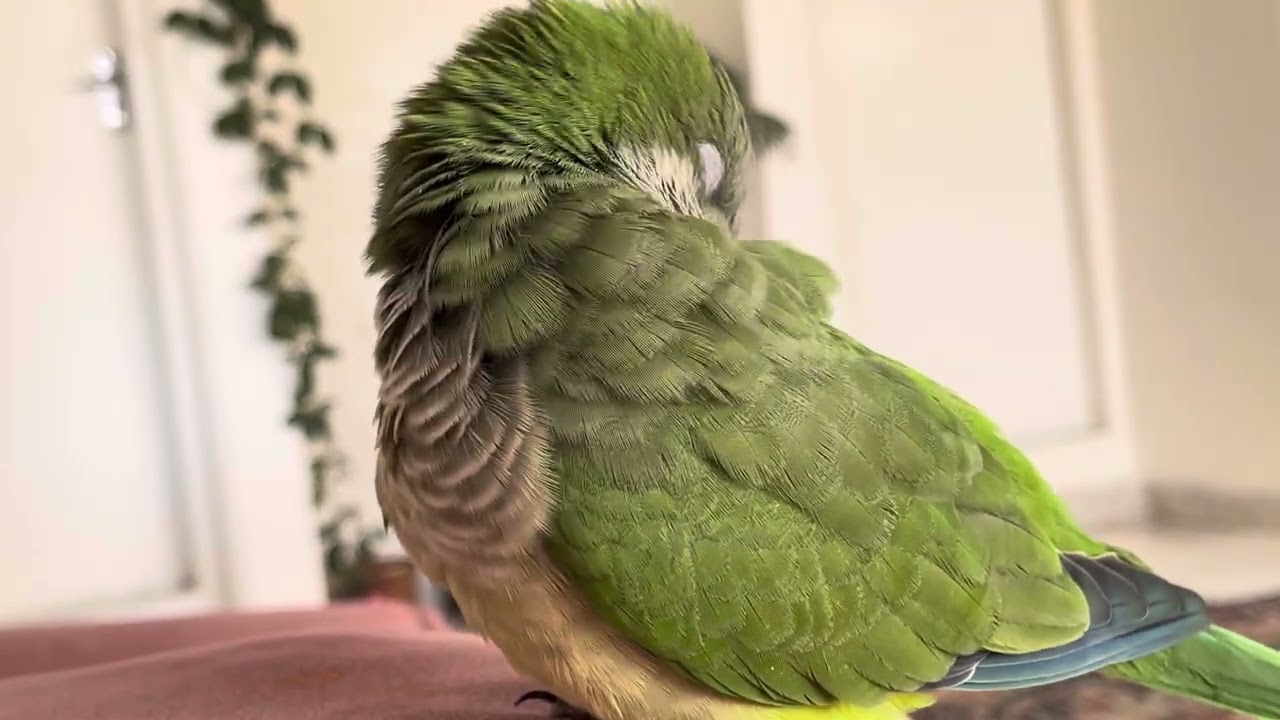 #cuteanimals #lifeisbutadream #cutebirds #cute #pets #nothingimposibleinthisworld 