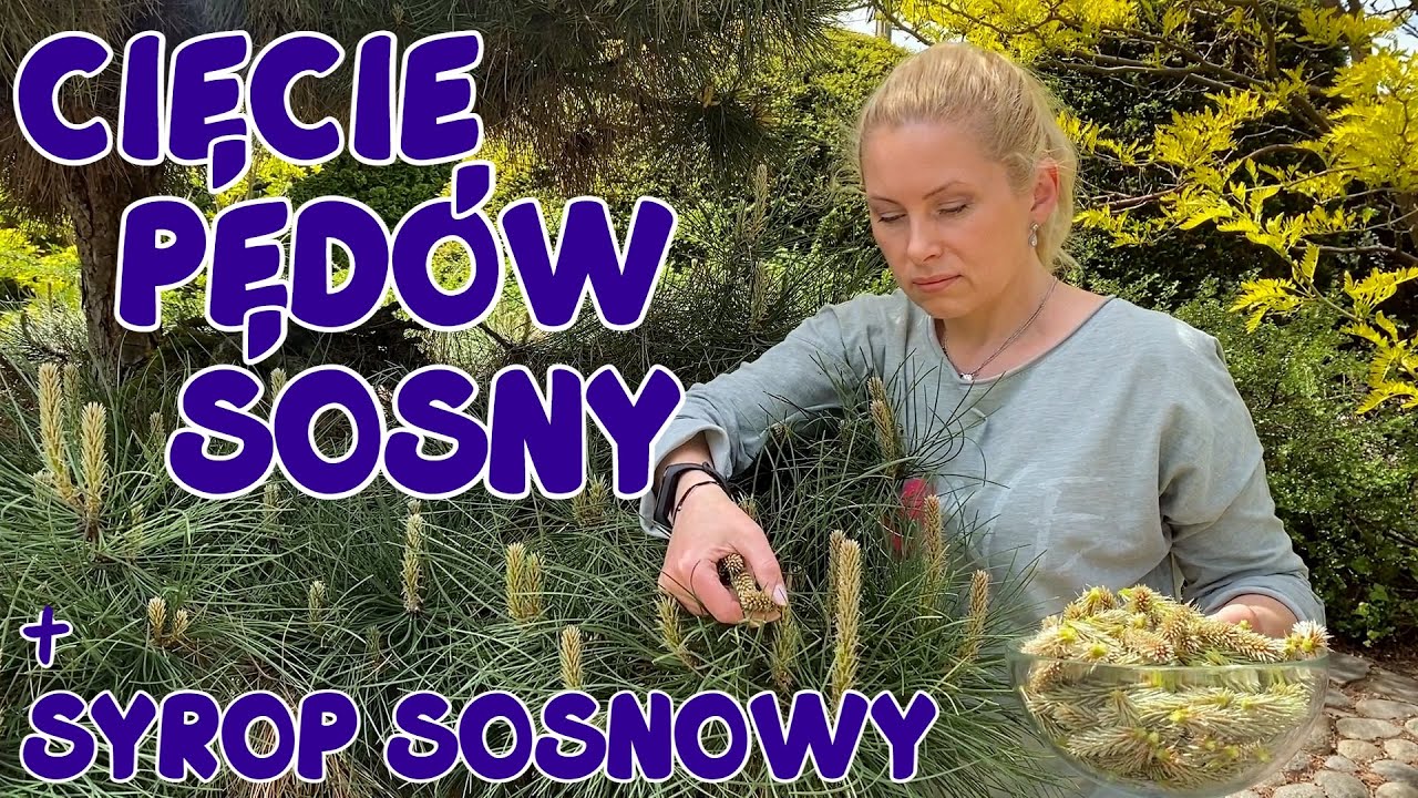 Syrop sosnowy - jak go przygotować? Przycinanie młodych pędów sosny i formowanie sosny 🌲