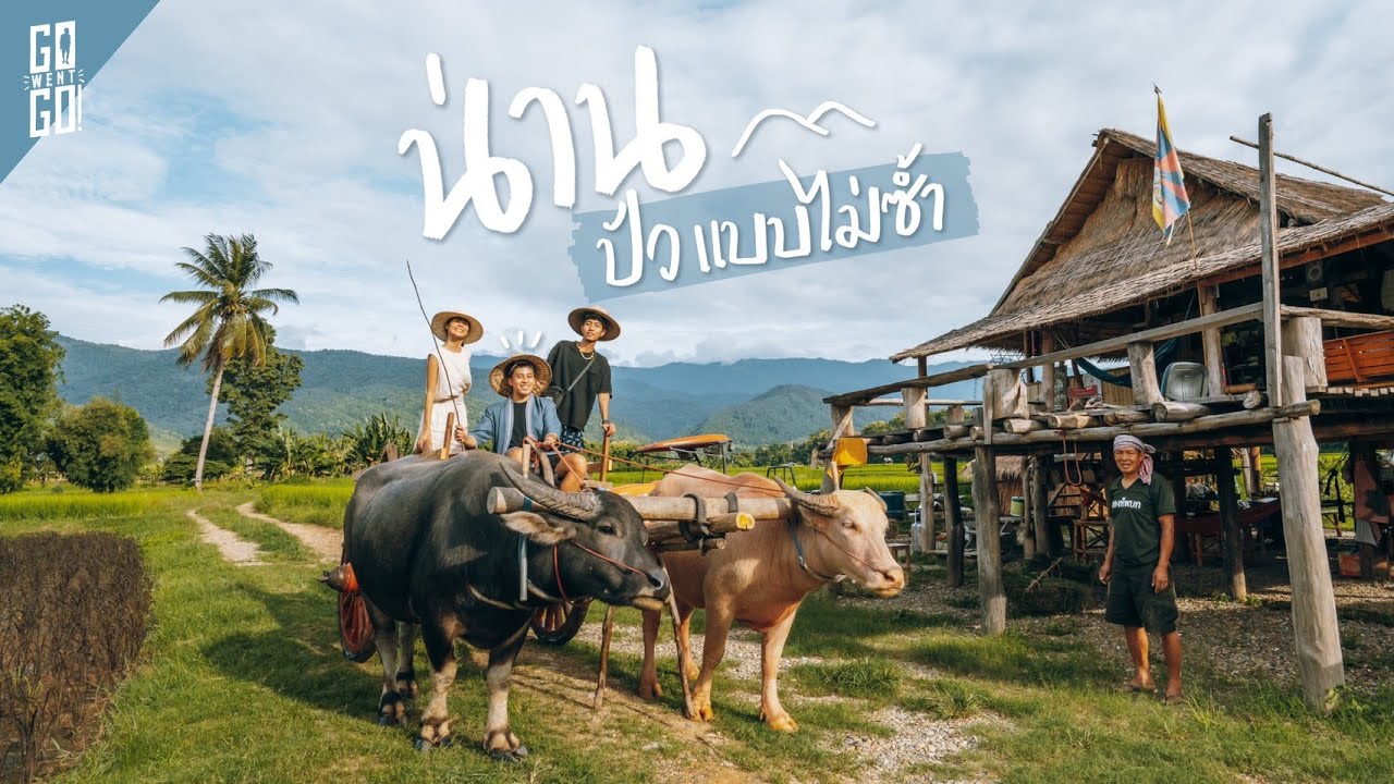 น่าน โฮมสเตย์​ทุ่งนา​ เลี้ยงควาย​ 