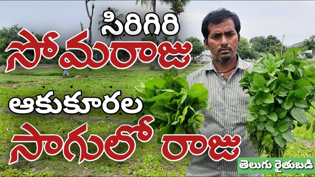 బీఎస్సీ, బీఈడీ చదివినా.. ఆకుకూరల  సాగుతోనే తృప్తిగా ఉన్నా | Leafy Vegetables Cultivation | Rythubadi