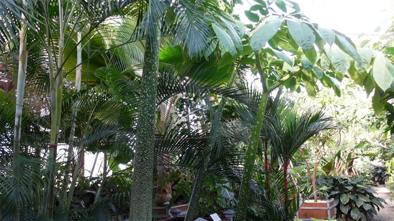 Botanical Garden of Hannover  - Part 1