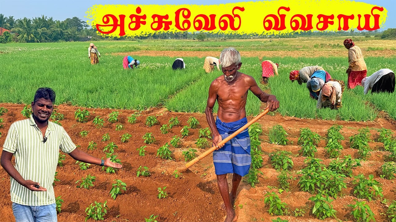 அச்சுவேலியில் விவசாயி JAFFNA ACHUVELI FARMING | Jaffna