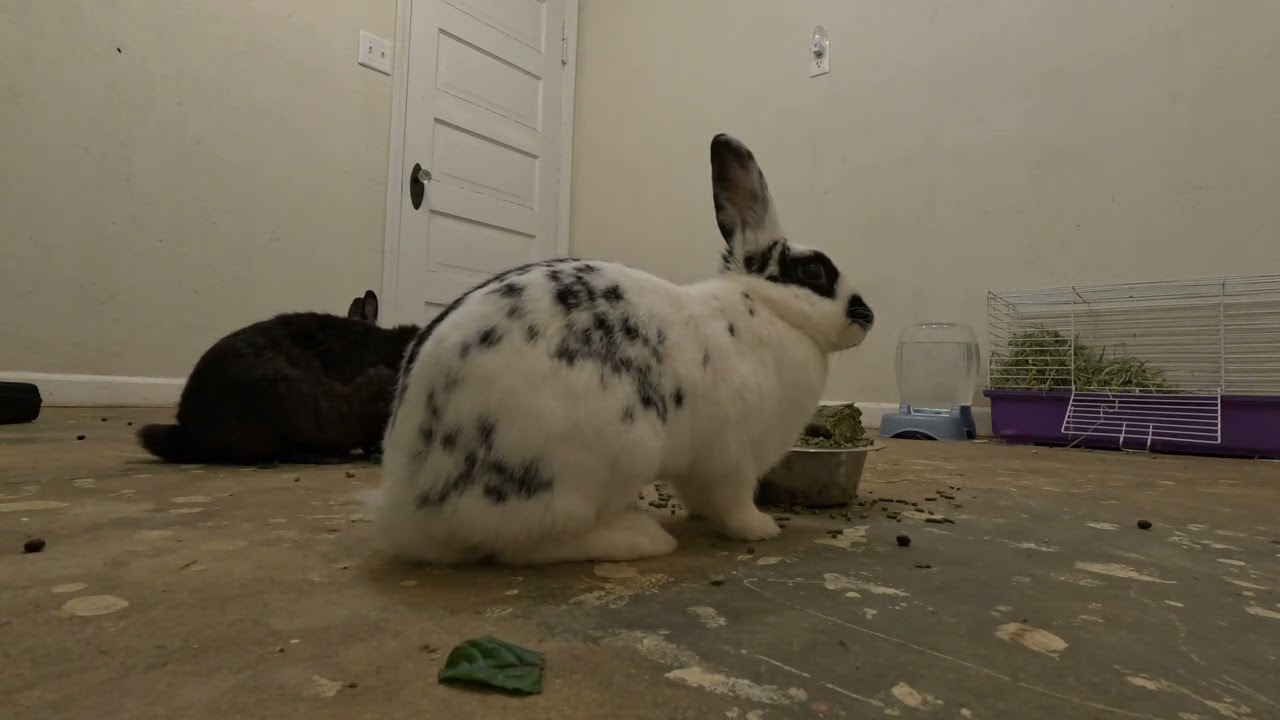 Rabbit Breeds Explained: Lionhead, Netherland Dwarf, Holland Lop & Rex!