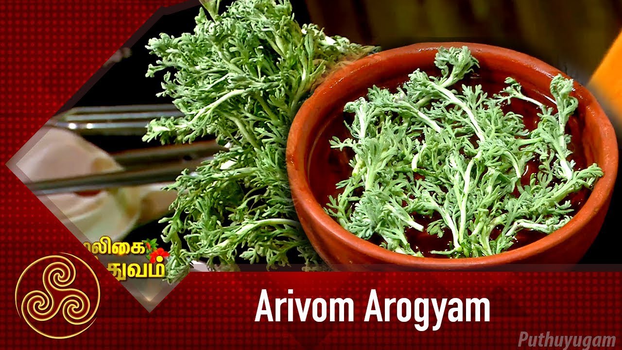 உடலை உறுதியாக்கும் மரிக்கொழுந்து! | Arivom Arogyam