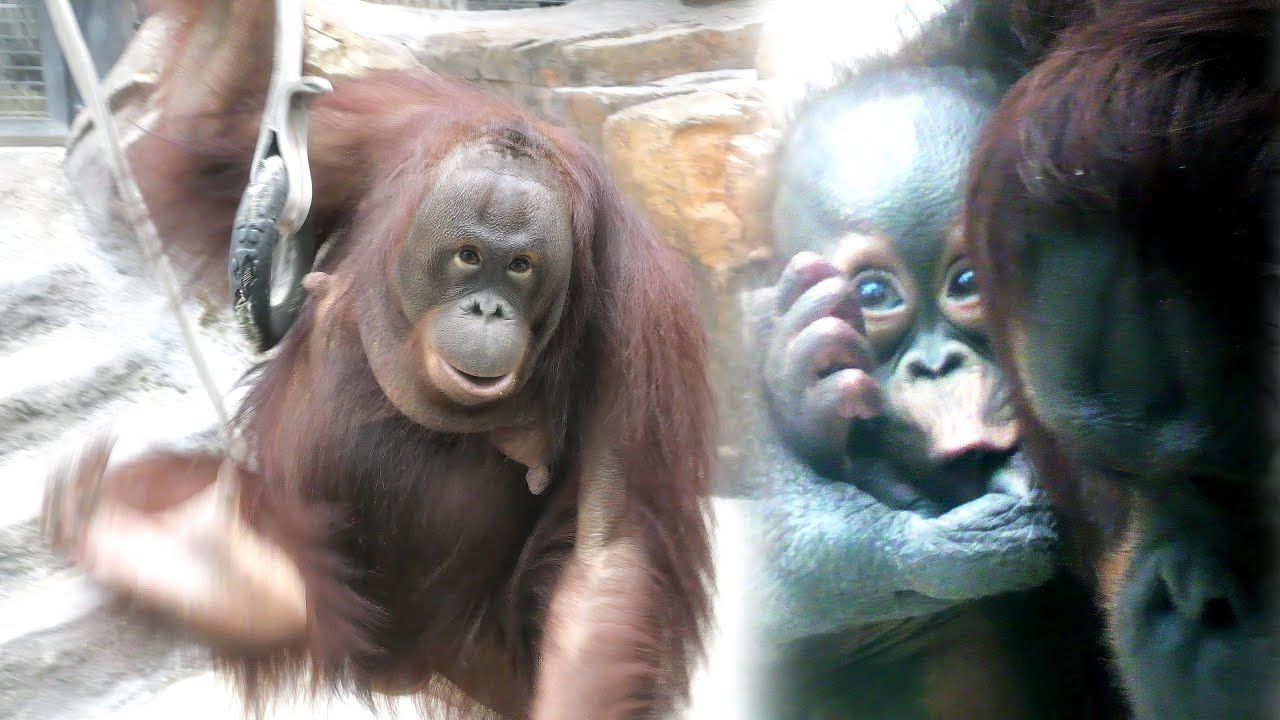 チェリアの妊娠確立２倍にアップ！キーボーのお友達が産まれそうなのか？～😍　多摩動物公園　オランウータン　202602
