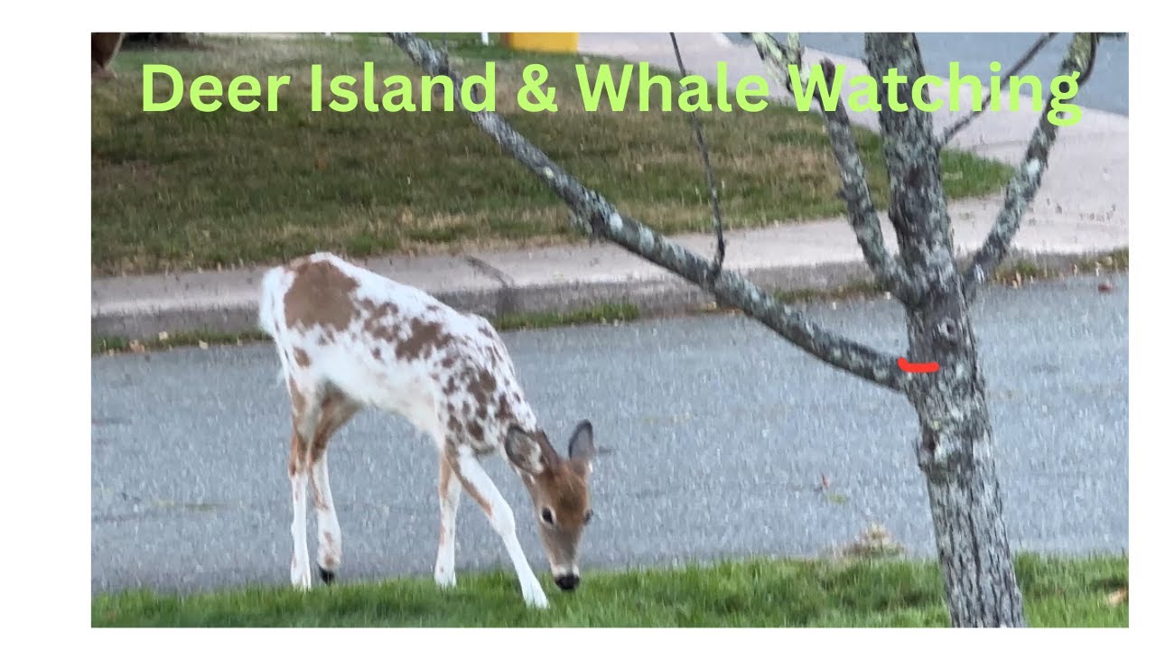 Ferry to Deer Island NB & WHERE are the BIG Whales??