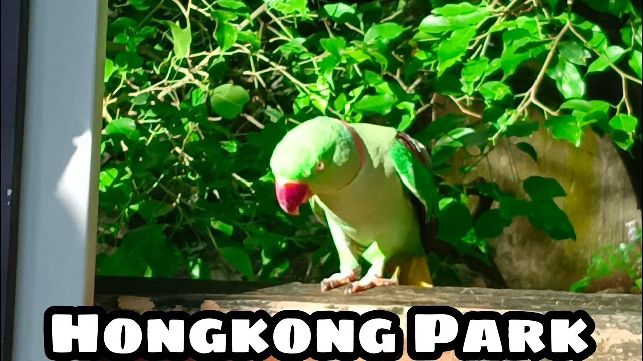 HONGKONG PARK EDWARD YOUDE AVIARY BIRDS PART (2)
