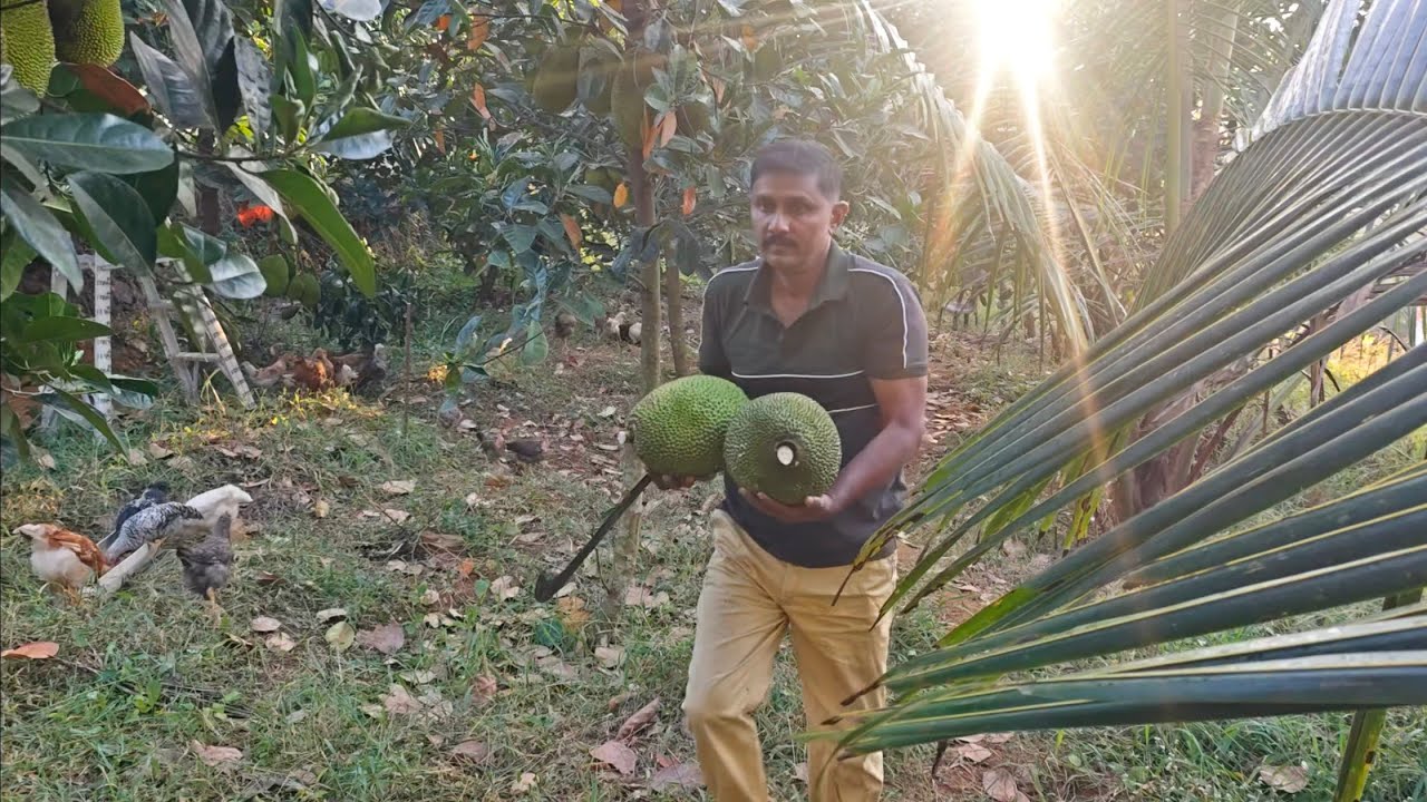 ലാഭം കൊയ്ത് സമ്മിശ്ര കർഷകൻ!!#agriculture #plants #nature #jackfruit #poultry #viral 
