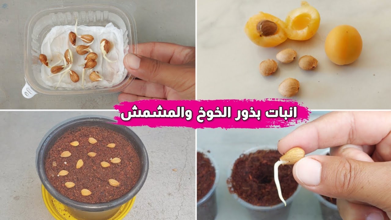 زراعة المشمش والخوخ من البذور في المنزل بطريقتين وبكل بساطة