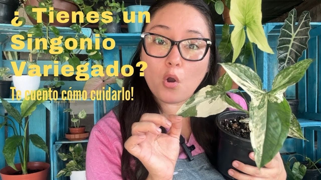 &iquest; Tienes un Singonio Variegado? &iexcl;Te cuento c&oacute;mo cuidarlo! 🌱