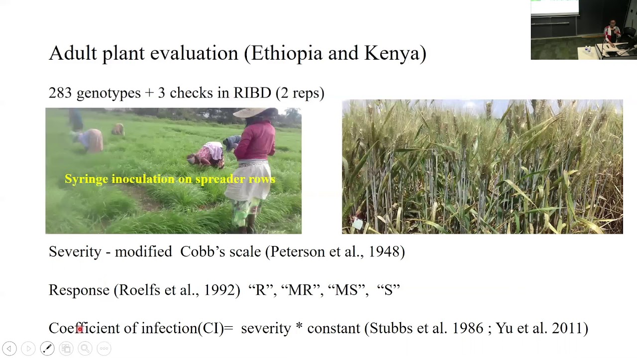 Shitaye Homma Megerssa: Searching sources of stem rust resistance ...