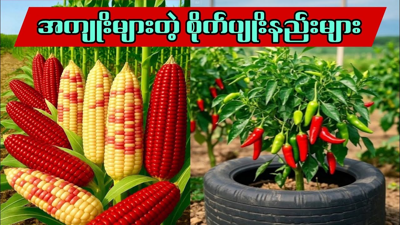 အကျိုးများတဲ့ စိုက်ပျိုးနည်းများ 🥰