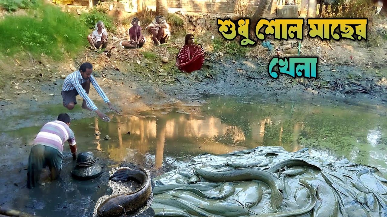 পুকুর সেচে শোল মাছ ধরা| শোল লাফিয়ে লাফিয়ে উঠছে|catching a huge shoal fish ln the pond|fishing 26
